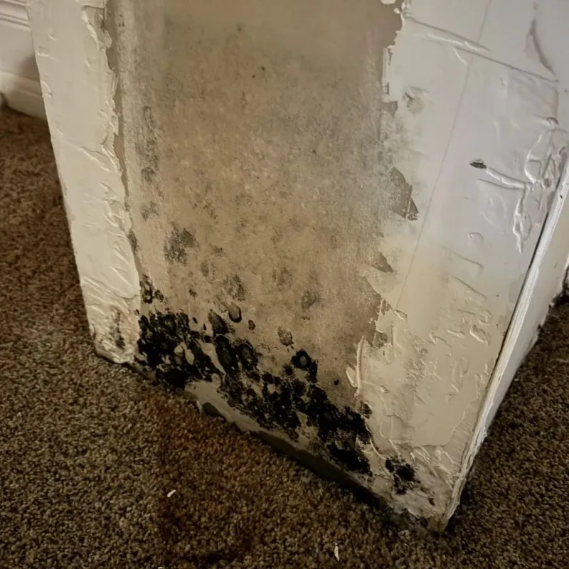 Professional Mold Removal in Randolph, UT